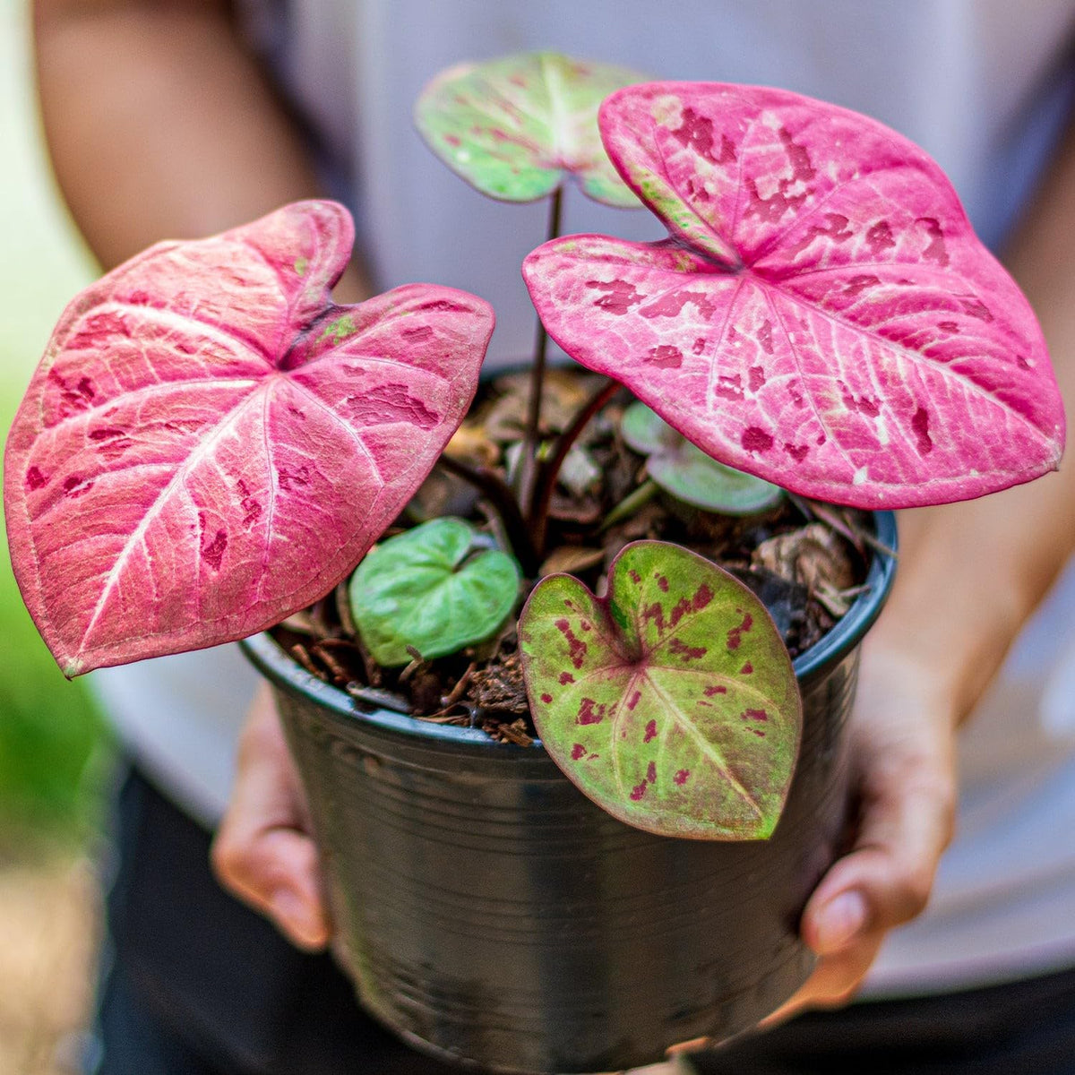 Gardenera Caladium Plant Potting Soil - All-Natural Blend for Thriving Caladium Plants - Boosts