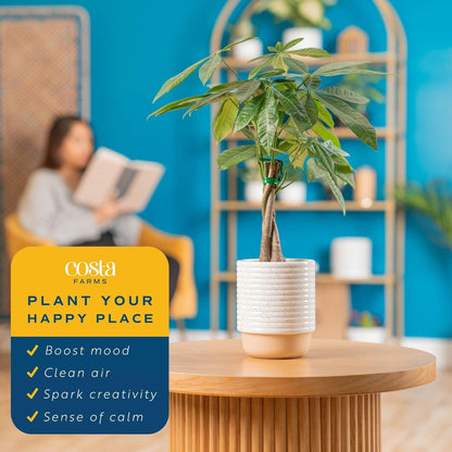 Costa Farms Money Tree Live Plant | 12-16 Inches Tall Bonsai | Easy to Grow Indoor Houseplant in