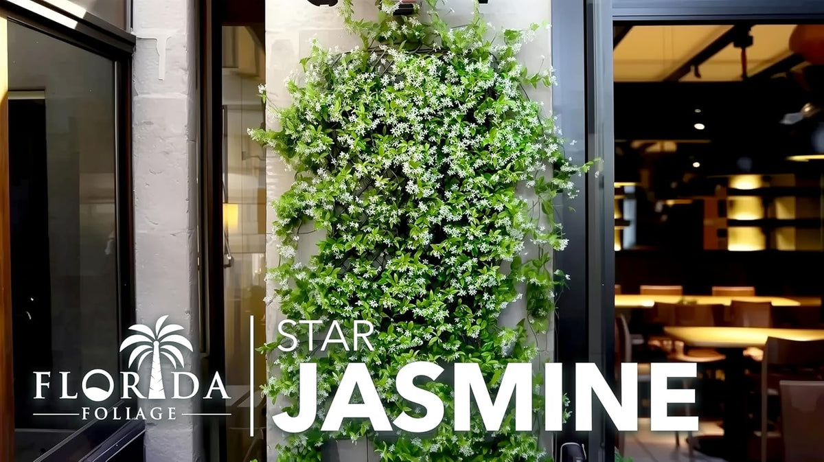 Star Jasmine | 20 Live Plants | Trachelospermum Jasminoides | Fragrant Blooming Evergreen Vine, Low