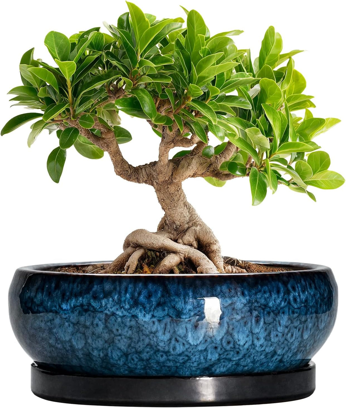 Bonsai Pots 8 Inch - Ceramic Succulent Planter for Indoor Outdoor, Round Bonsai Planter with