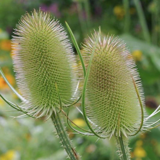 Outsidepride Teasel Seeds - 1000 Pcs. Biennal, Low Maintenance & Drought Tolerant, Flower Seeds for