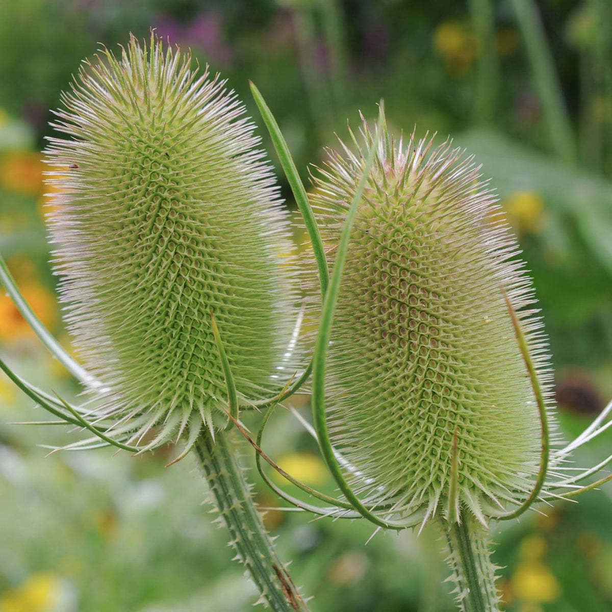 Outsidepride Teasel Seeds - 2000 Pcs. Biennal, Low Maintenance & Drought Tolerant, Flower Seeds for