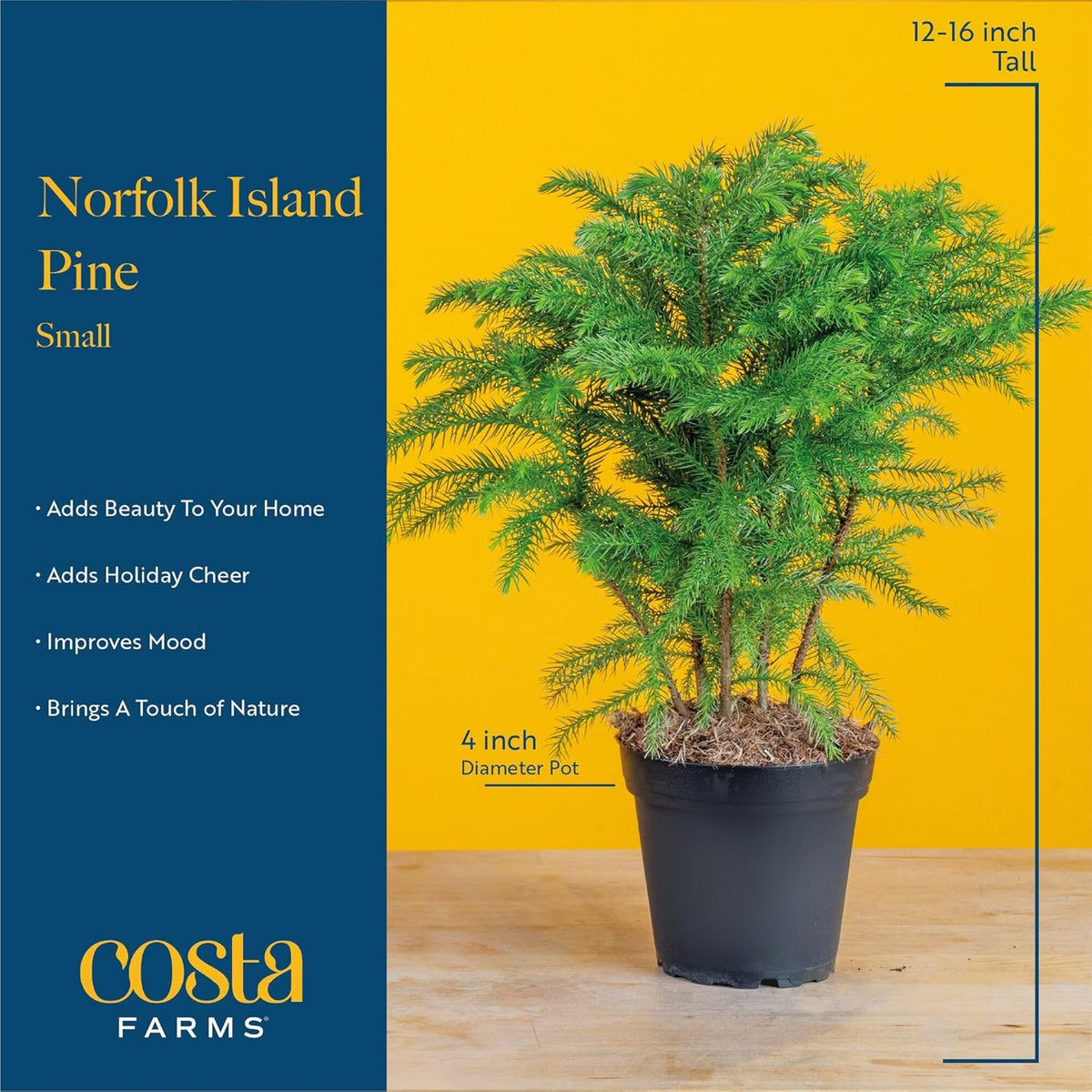 Costa Farms Norfolk Island Pine, Live Christmas Tree Plant in Holiday Decorative Plant Pot