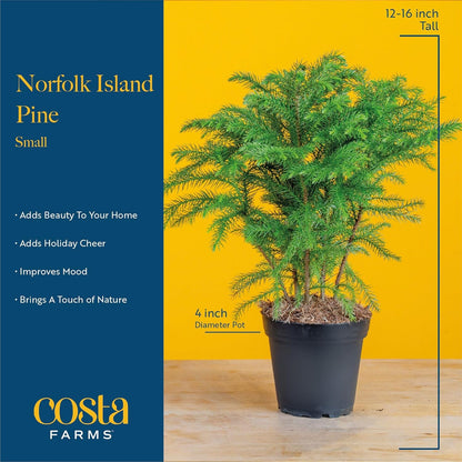 Costa Farms Norfolk Island Pine, Live Christmas Tree Plant in Holiday Decorative Plant Pot
