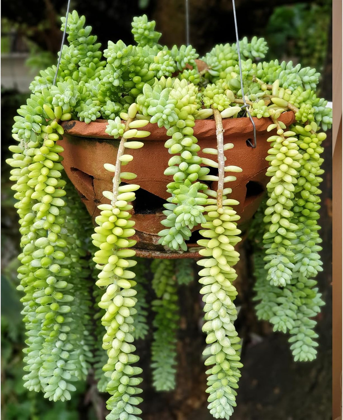 Sprout N Green Donkey's Tail, Live Sedum Morganianum-Burro's Tail, Succulent Plant Fully Rooted in