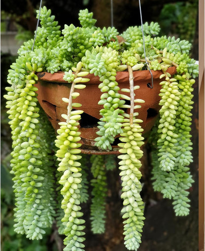 Sprout N Green Donkey's Tail, Live Sedum Morganianum-Burro's Tail, Succulent Plant Fully Rooted in