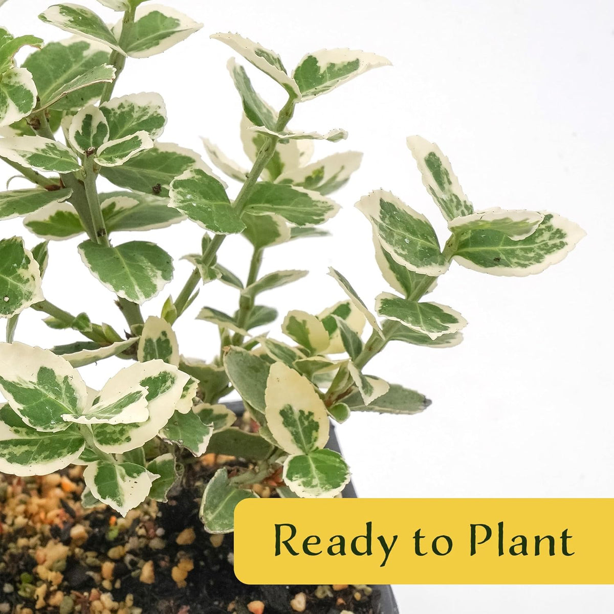 2 Emerald Gaiety Euonymus in 3.5" Nursery Cubes | Euonymus fortunei ‘Emerald Gaiety’ | Live Plants