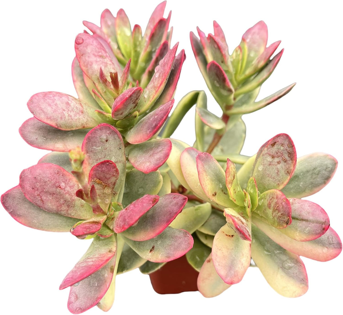 Sprout N Green Crassula Platyphylla f. Variegata, 1 Live Succulent Plant Fully Rooted in 2" Pot