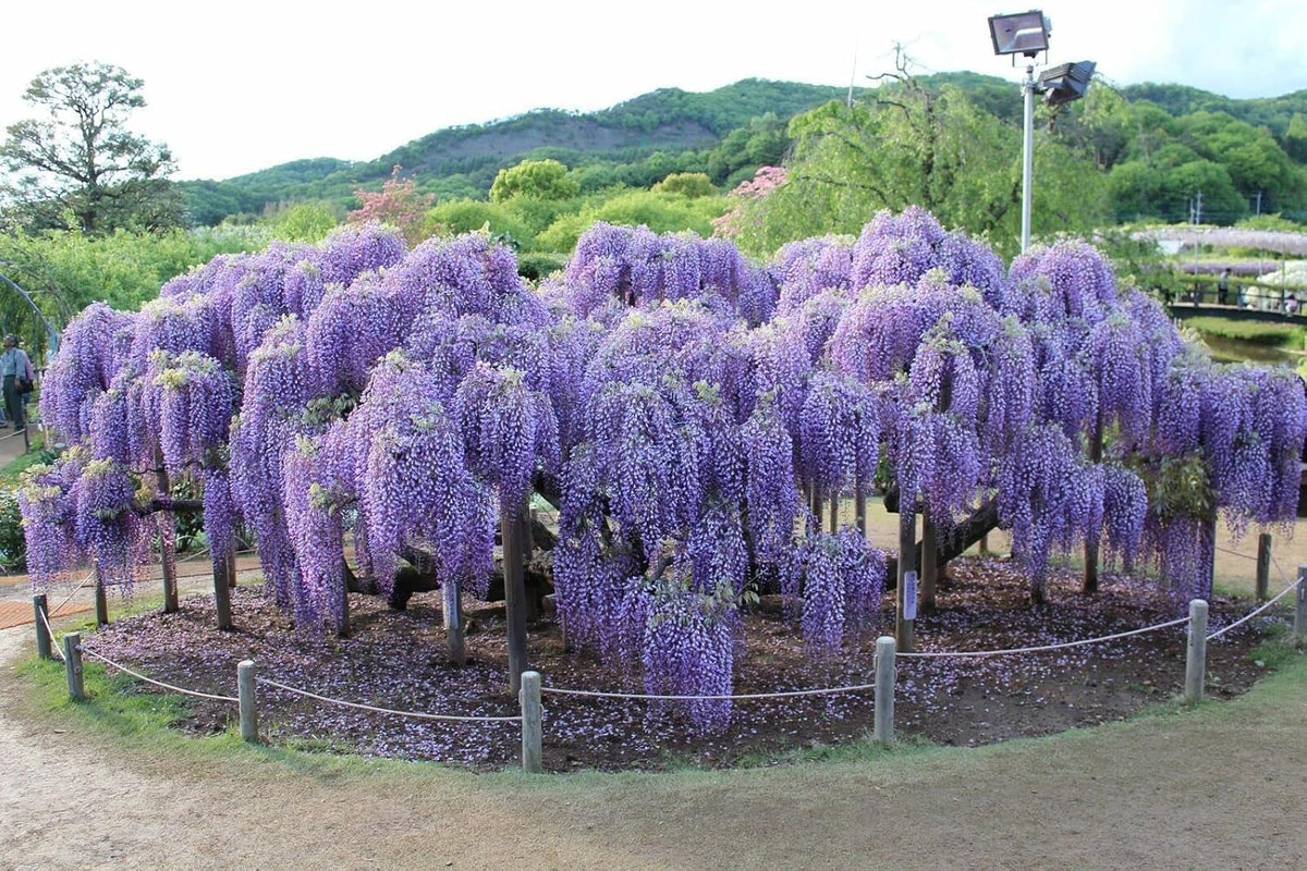 2 Blue Flowering Chinese Wisteria Vines - 6-12" Tall Live Plants - Wisteria Seedlings - Wisteria