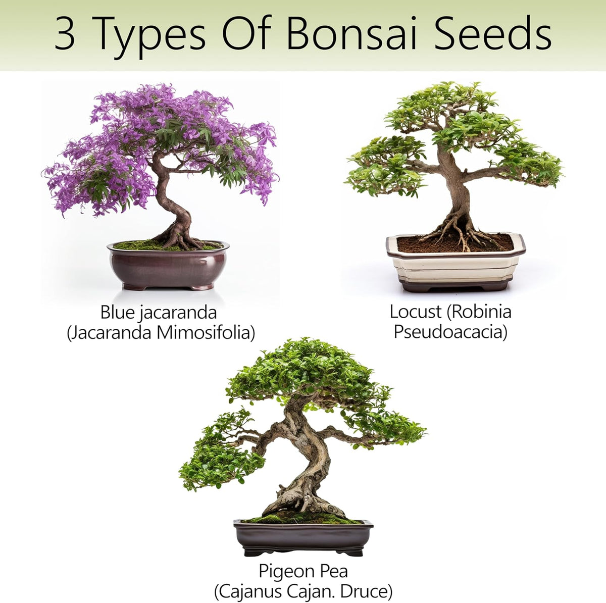 Avergo Bonsai Tree Kit – 3X Unique Japanese Bonzai Trees | Complete Indoor Starter Kit for Growing