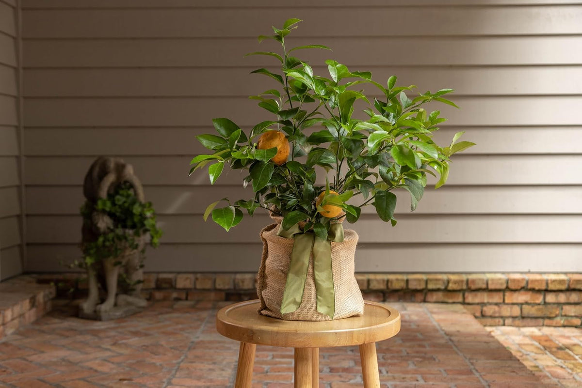 Meyer Lemon Tree Gift, Live Fruit Plant, Easy Care, Low Maintenance, Juicy Lemons, Unique