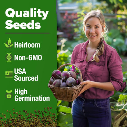 HOME GROWN Detroit Dark Red Beet Seeds 2 Pack(Beta vulgaris) 1000+𝗡𝗢𝗡-𝗚𝗠𝗢 𝗨𝗦𝗔 Heirloom