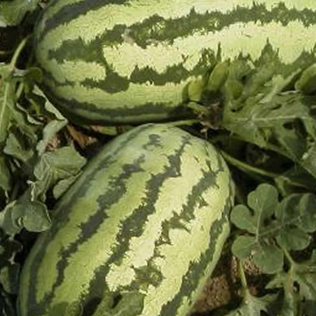 Watermelon Garden Seeds - Jubilee - 4 Oz - Non-GMO, Heirloom Vegetable Gardening Fruit Melon Seeds