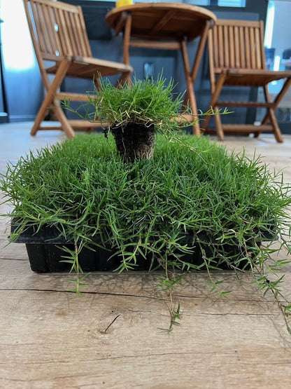 | Bermuda Grass Plugs - 200 Large Plugs, Fast Growing, Low Maintenance Green