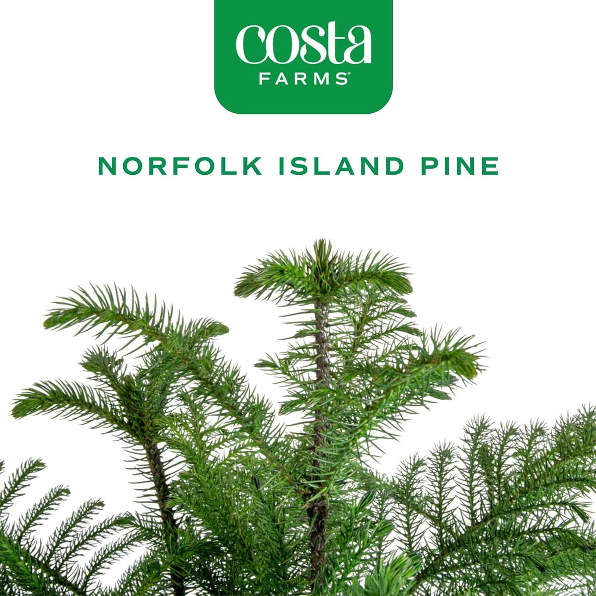 Costa Farms Live Christmas Tree, Large Norfolk Island Pine Live Plant in Plastic Pot, Indoor