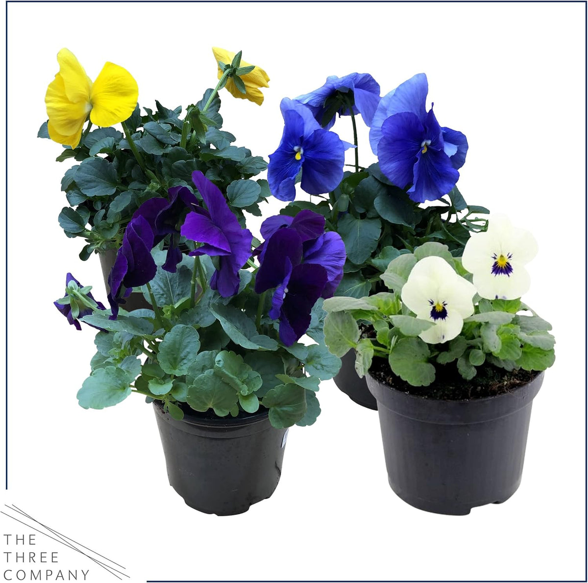 Live Healthy Flowering Pansies - Assorted Colors (4 Plants Per Pack), Beautiful Fall Color, 6" Tall