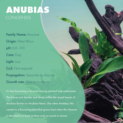 SubstrateSource Anubias Live Aquarium Plants - Potted Freshwater Plant for Fish Tanks, Terrariums