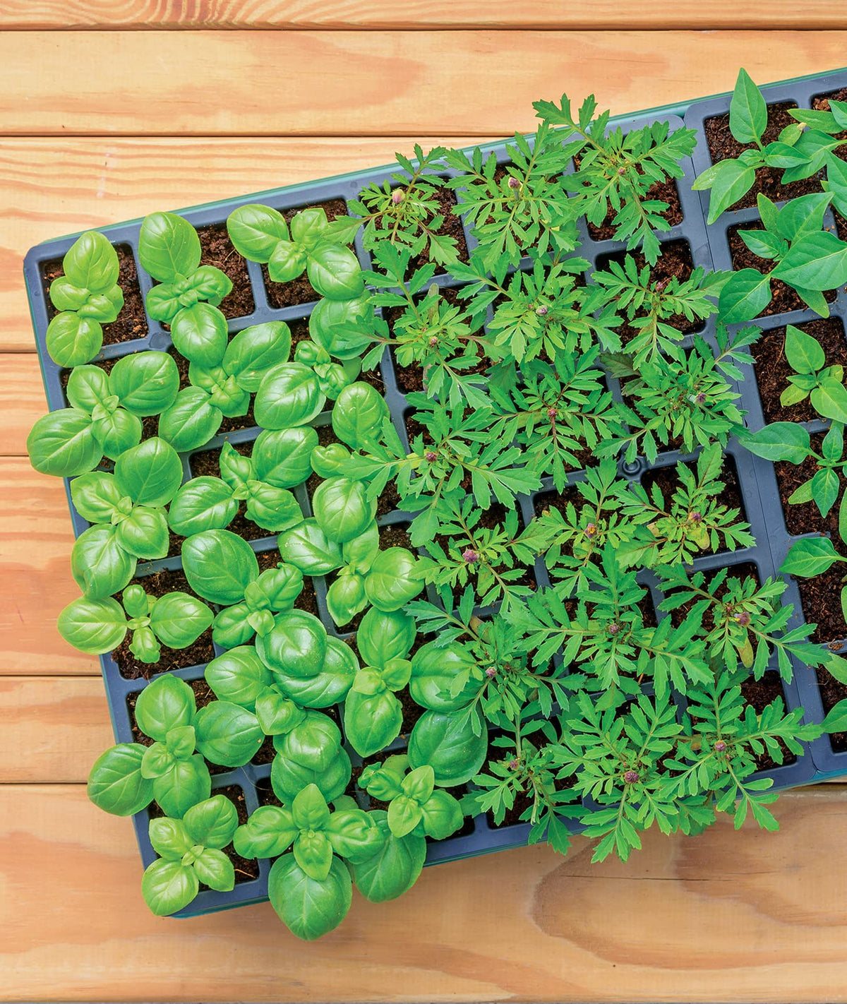 Burpee Greenhouse Indoor Starting Herbs, Flowers and Vegetables | Includes Dome, Watering, Seed