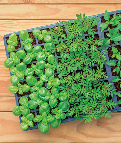 Burpee Greenhouse Indoor Starting Herbs, Flowers and Vegetables | Includes Dome, Watering, Seed