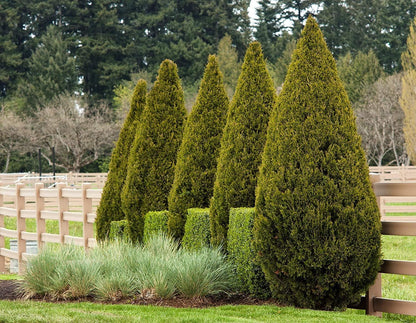 Spartan Juniper | 20 Live Trees | Juniperus Chinensis | Evergreen Privacy Screening Plant