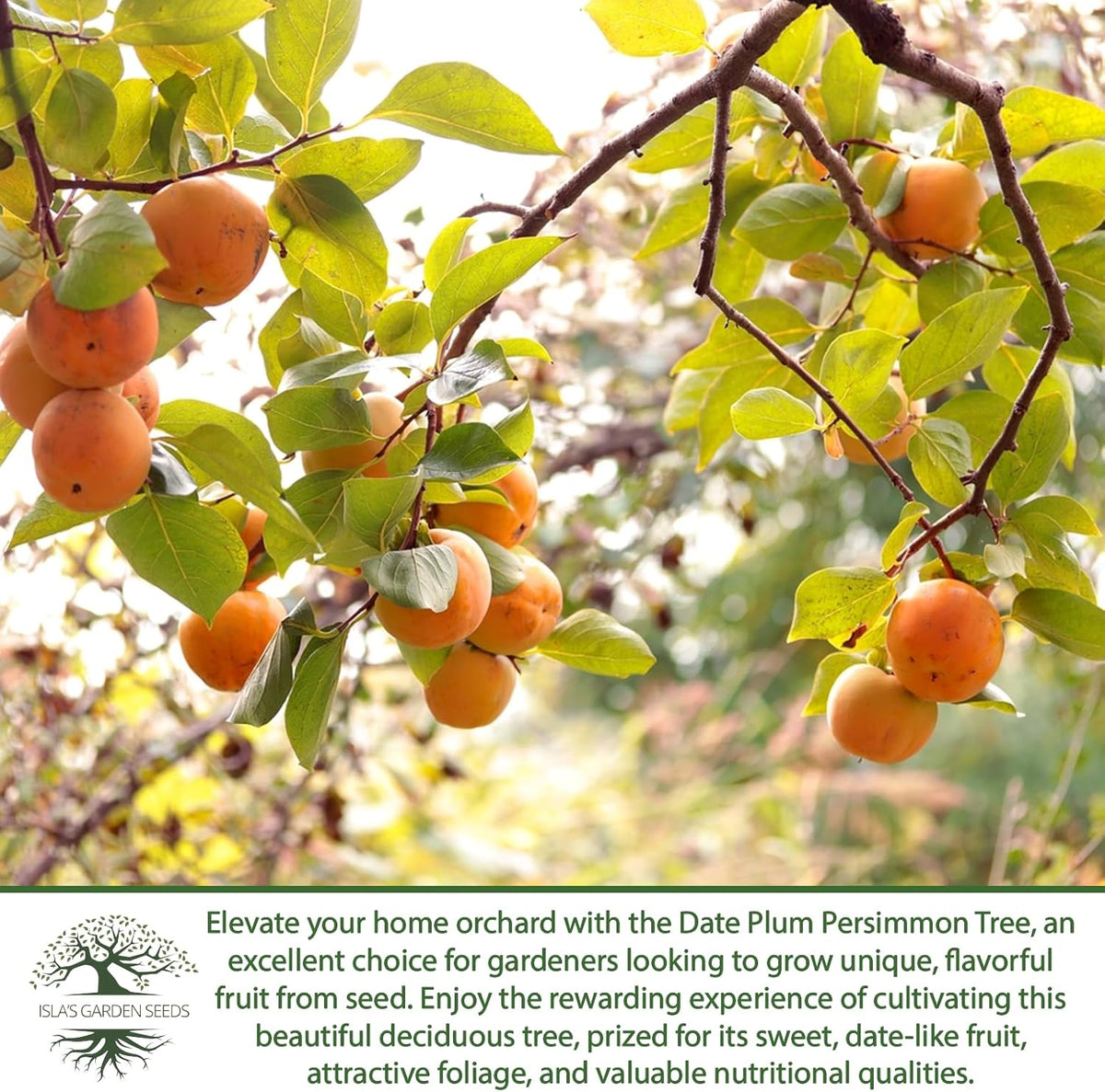 Date Plum Persimmon Tree Seeds (Diospyros Lotus) – 30+ Non-GMO & Heirloom Seeds, Exotic & Rare