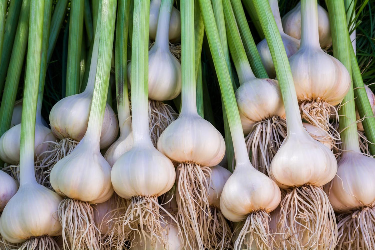 Garlic Bulbs for Seed - Fresh California SOFTNECK Garlic for Planting - Grow Your Own Garlic (10