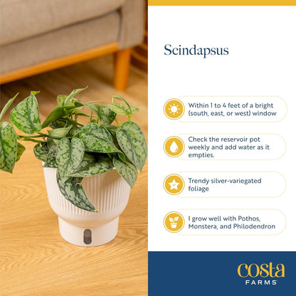 Costa Farms Scindapsus Platinum Java Live Plant in Self Watering Pot, Indoor Houseplant, Perfect
