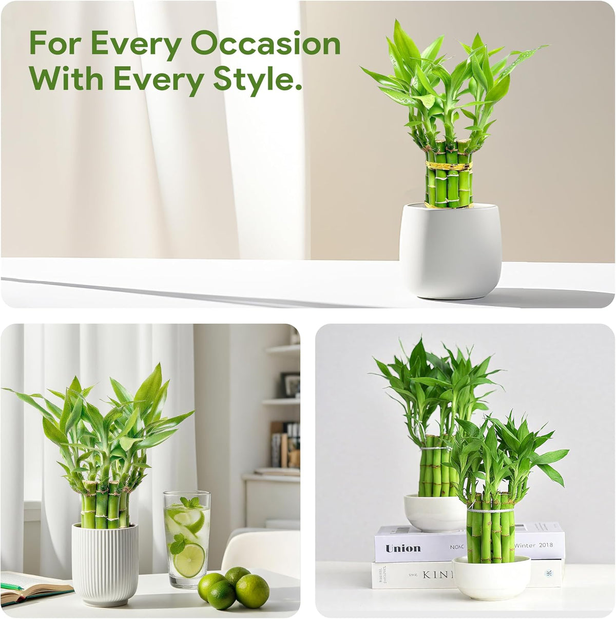 Lucky Bamboo Plants Live Indoor (10 Stalks, 6 Inch) - Fresh House Plants for Office Desk, Home