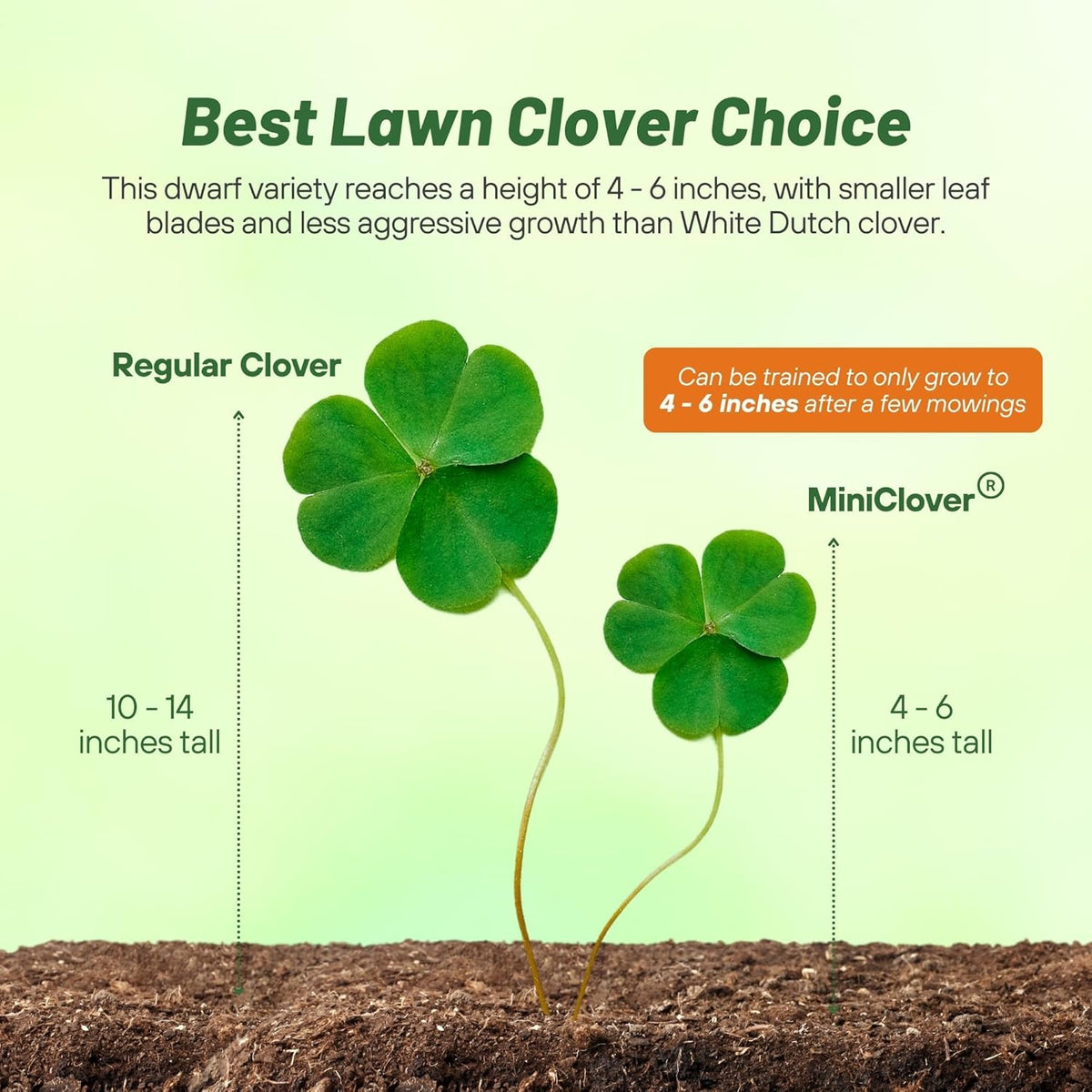Outsidepride Perennial White MiniClover Seed - 1 lb. Dwarf, Small-Leaved, Drought & Wear-Tolerant