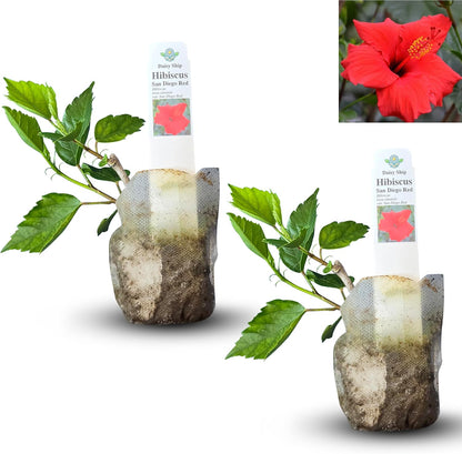 Red Hibiscus. rosa-sinensis. Live Plant - Tropical Blooming Hibiscus, Pretty Flowers, Used in Tea