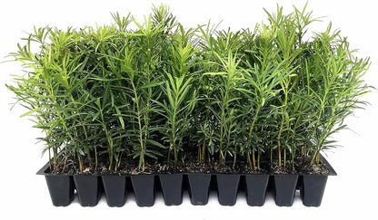 Podocarpus Macrophyllus Japanese Yew | 20 Live Plants | Podocarpus macrophyllus | Privacy Hedge