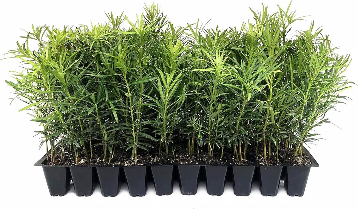 Podocarpus Macrophyllus Japanese Yew | 60 Live Plants | Podocarpus macrophyllus | Privacy Hedge