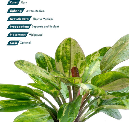 SubstrateSource Live Plants - Echinodorus ‘Hadi Red Pearl Variegated’ (Echinodorus sp.) - Low to