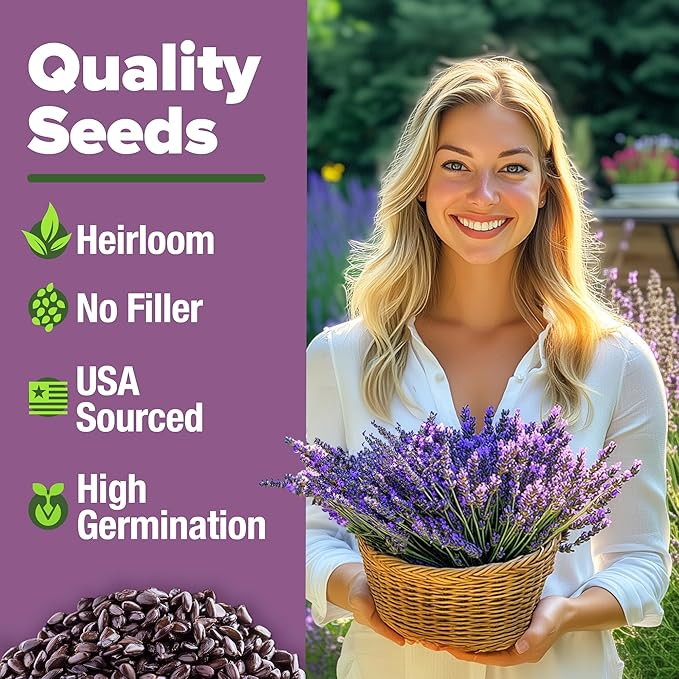 HOME GROWN 𝗨𝗦𝗔 𝗣𝗥𝗘𝗠𝗜𝗨𝗠 English Lavender Seeds 1,500+ 𝗡𝗢𝗡-𝗚𝗠𝗢 Wildflower Seed for