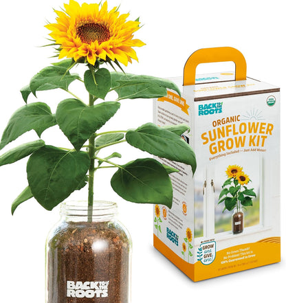 Back to the Roots Sunflower Organic Windowsill Planter Kit - Grows Year Round, Includes Everything