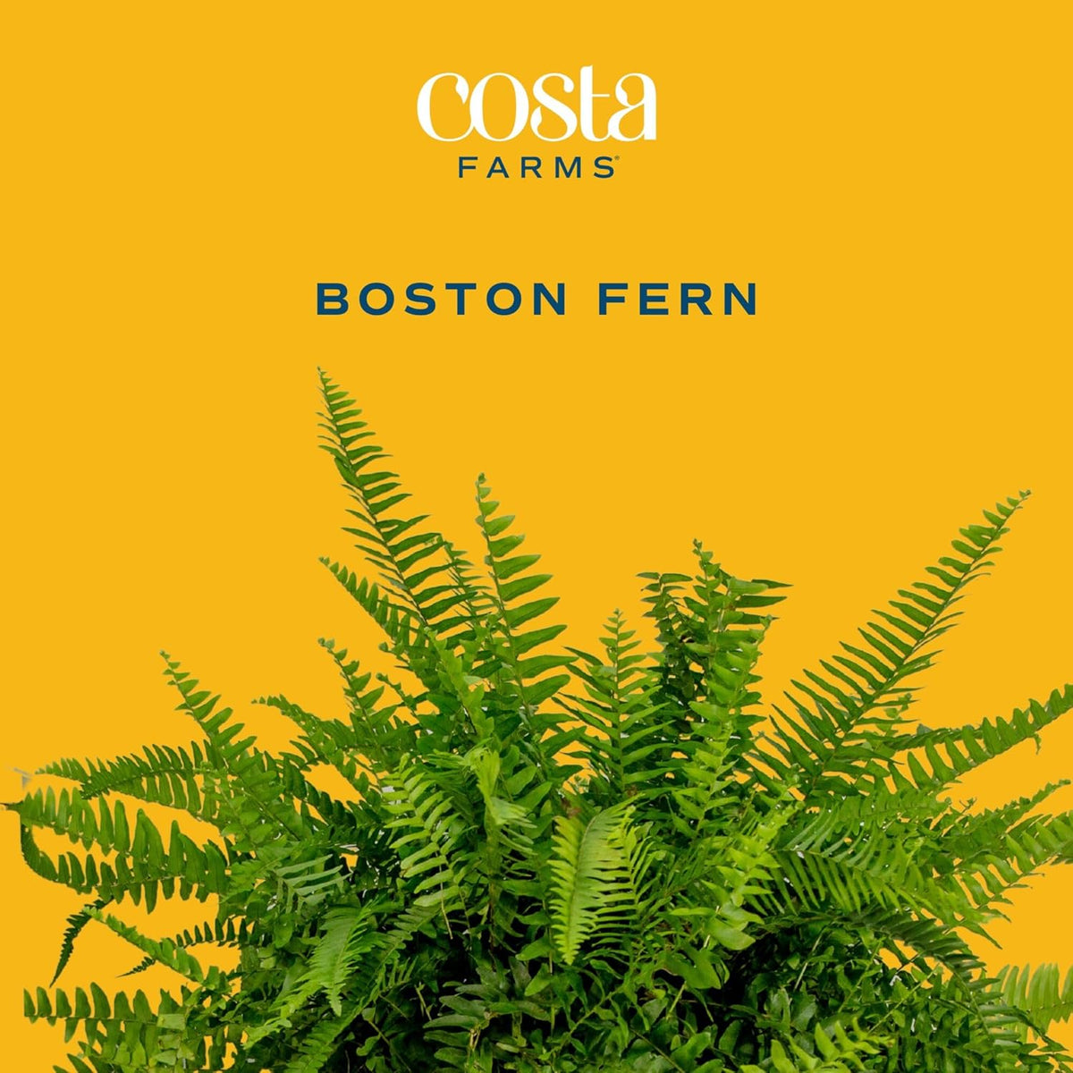 Costa Farms Ferns (2 Pack), Live Premium Boston Fern Plants in Hanging Basket Planters, Houseplants