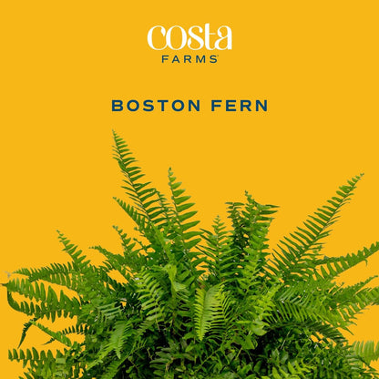 Costa Farms Ferns (2 Pack), Live Premium Boston Fern Plants in Hanging Basket Planters, Houseplants
