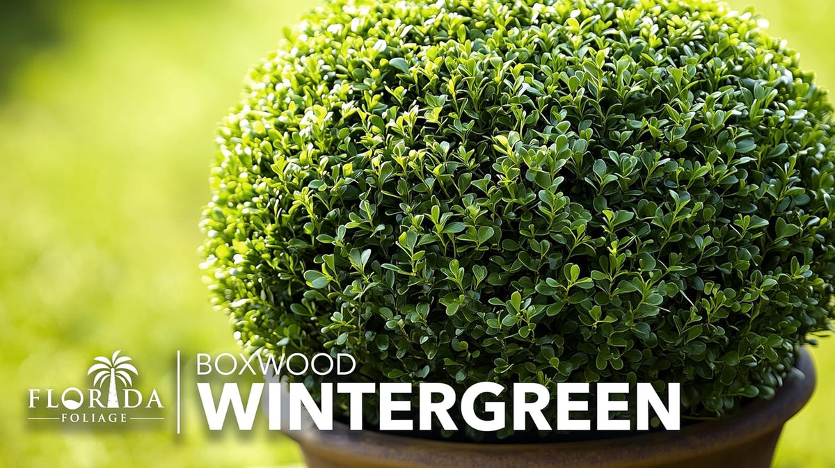 Wintergreen Boxwood | 3 Live Plants | Buxus Microphylla | Evergreen Shrub, Dense Foliage, Formal