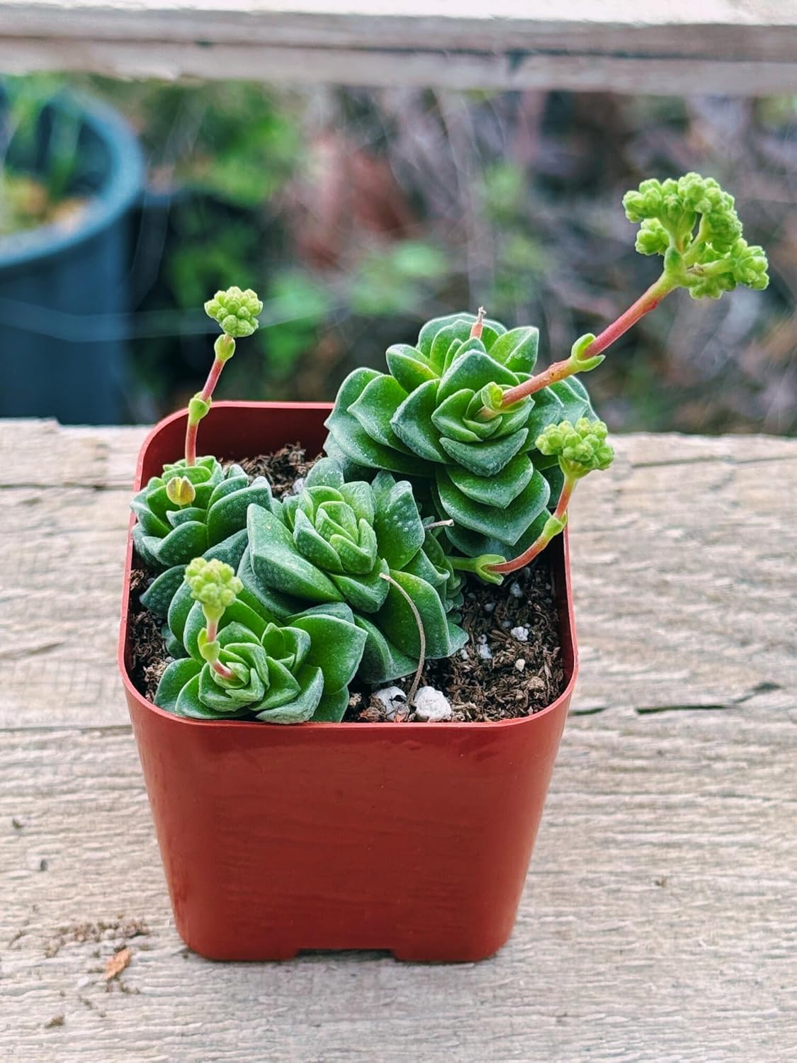 Succulents Plants Live 2inch Live Mini Succulent Plants, Easy Care House Plants Rooted in Succulent