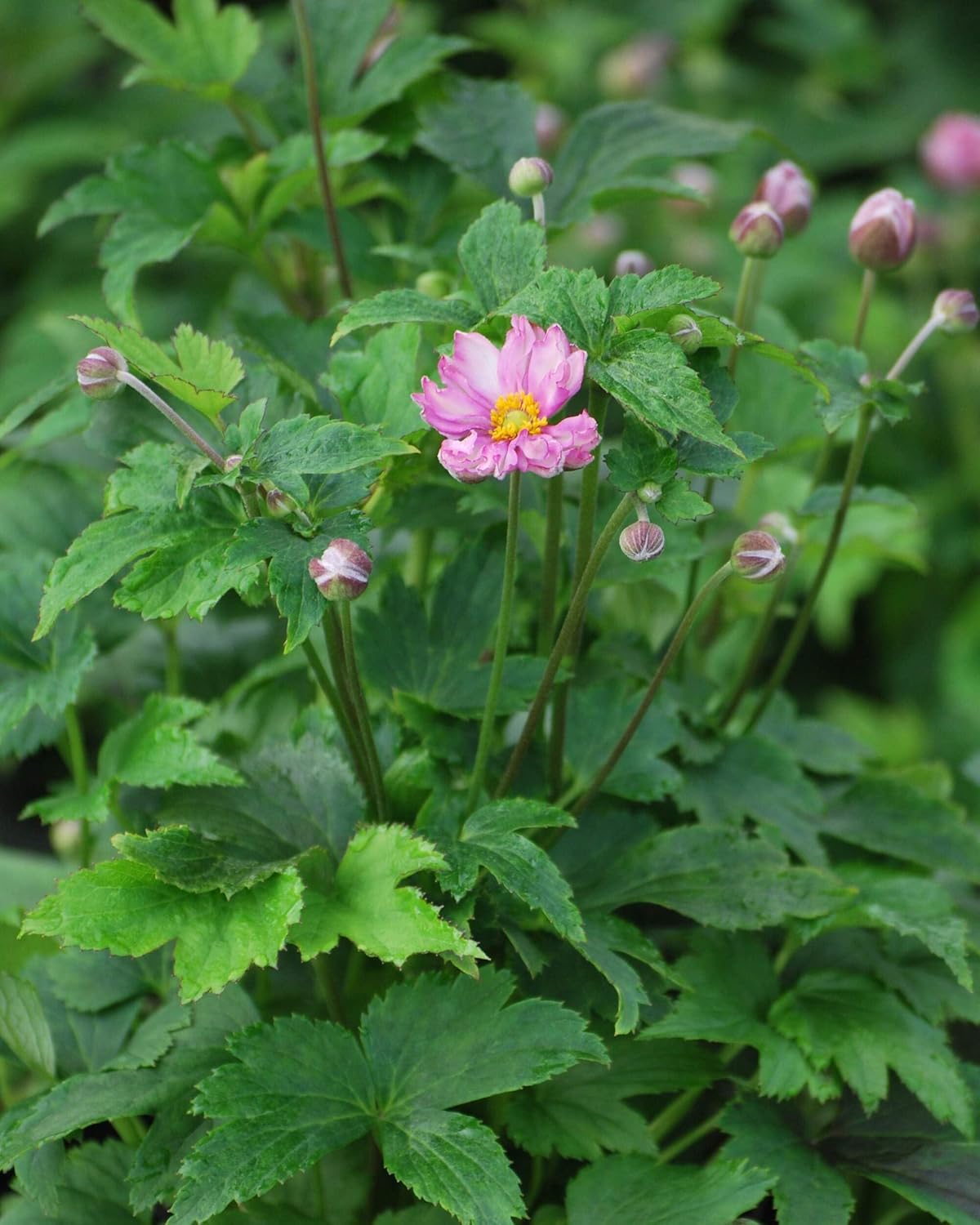 Perennial Farm Anemone x Hybrida Fantasy™ 'Pocahontas' – Live Windflower in #1 Container