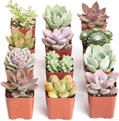 Shop Succulents Mini Succulent Plant Pack Collection - Live 2" Succulent Plants, Low Maintenance