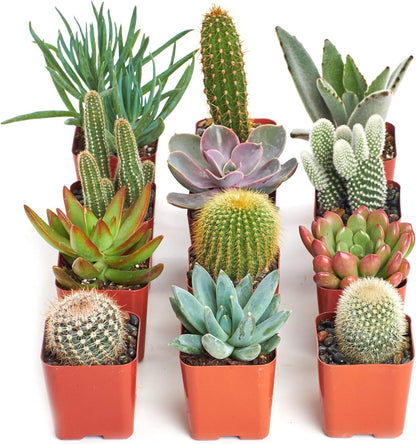 Shop Succulents Premium Live Mini Cactus and Succulent Plants in 2" Pots, Easy Care Indoor or