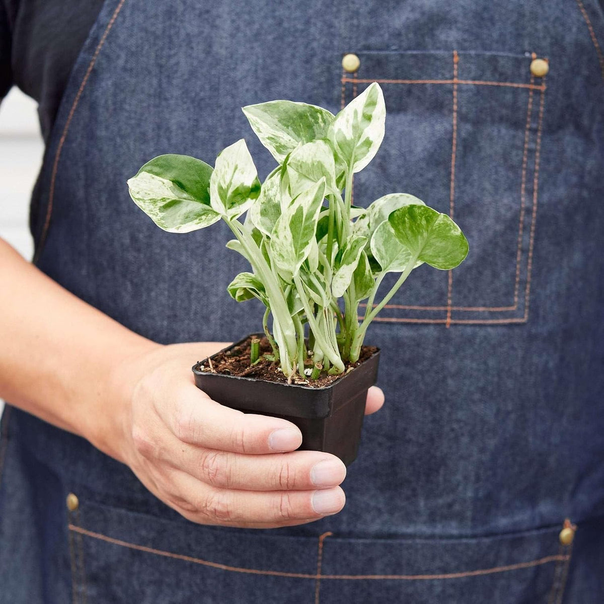 Pothos N'joy Live Plant for Indoor | Different Houseplants in 4'' & 6'' Pot | Real House Plant for