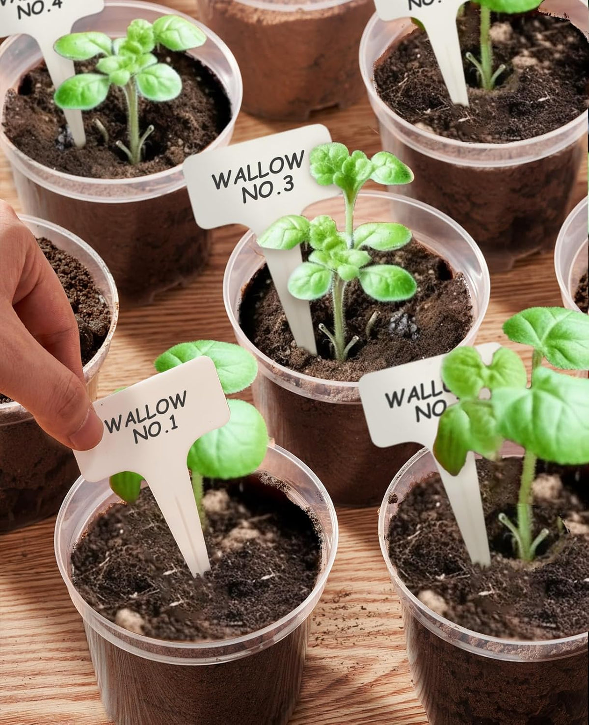 homenote Clear Nursery Pots for Plants,6.7 Inch Plant Pot for Planting Plastic Seedling with