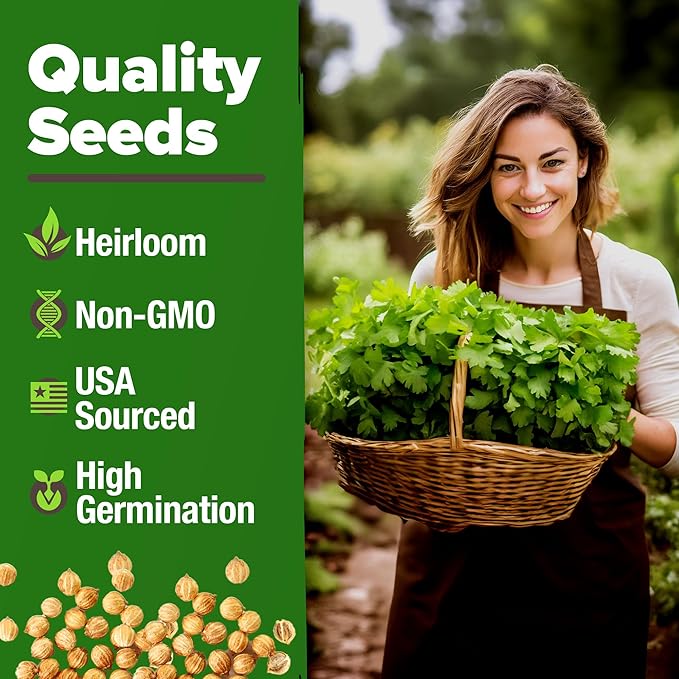HOME GROWN 𝗨𝗦𝗔 𝗣𝗥𝗘𝗠𝗜𝗨𝗠 500+ Cilantro Seeds (Fast Growing) 𝗡𝗢𝗡-𝗚𝗠𝗢 Heirloom