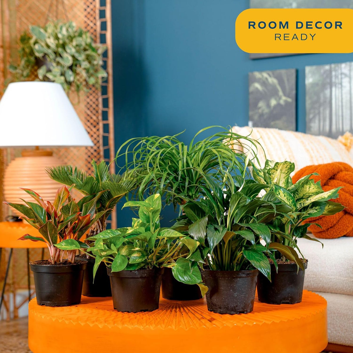 Costa Farms Live Indoor Plant Variety Pack in Plastic Pots, Easy to Maintain, Air Purifying