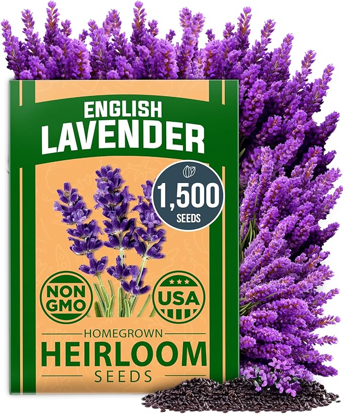 HOME GROWN 𝗨𝗦𝗔 𝗣𝗥𝗘𝗠𝗜𝗨𝗠 English Lavender Seeds 1,500+ 𝗡𝗢𝗡-𝗚𝗠𝗢 Wildflower Seed for