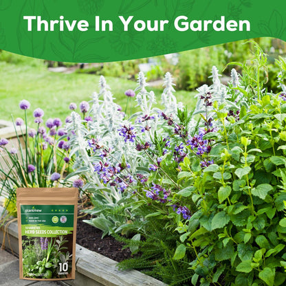 10 Herb Seeds Variety Pack - 7,000+ Heirloom Non-GMO Seeds - Basil, Cilantro, Lavender, Parsley