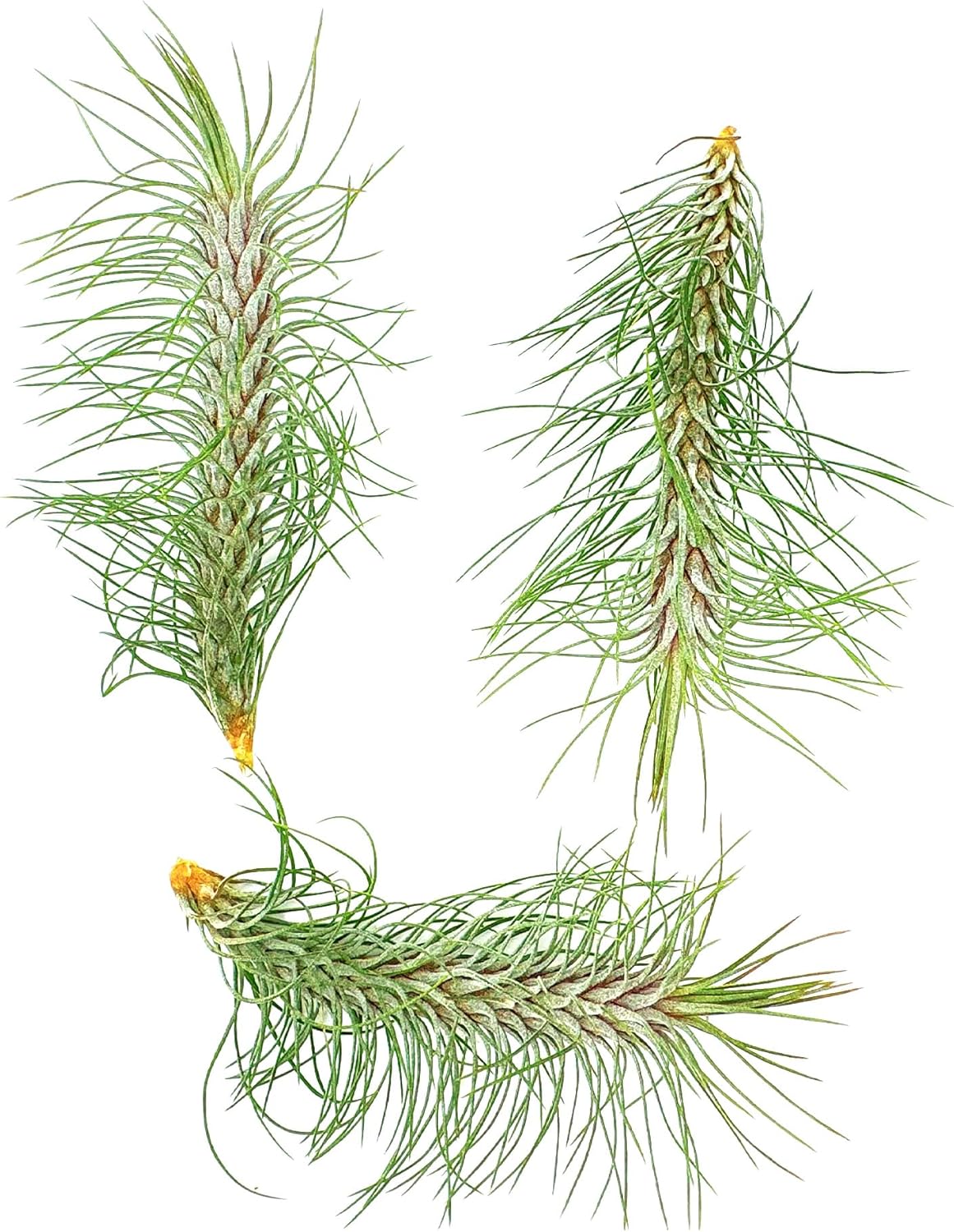 ragnaroc Air Plants - Colombian Tillandsia Funckiana, Large 5" - 3ct - Live Arrival Guaranteed
