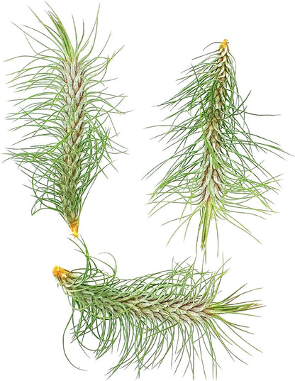 ragnaroc Air Plants - Colombian Tillandsia Funckiana, Large 5" - 3ct - Live Arrival Guaranteed